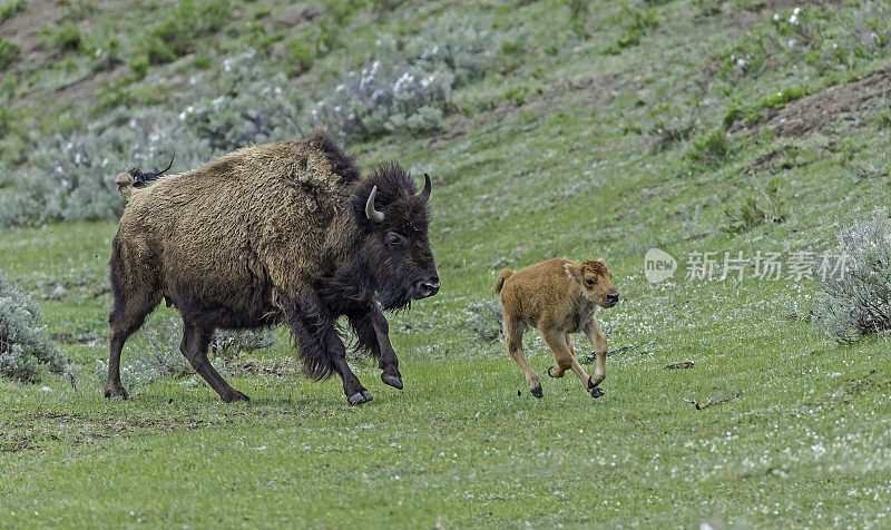 美国野牛或简称野牛(bison bison)，也通常被称为美国水牛或简称水牛，黄石国家公园，怀俄明州。母鲸和幼鲸在奔跑。